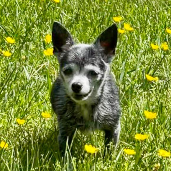 Tahari Small Pets Tahari Blue Black White Collar And Leash Set Puppydog Small Poshmark